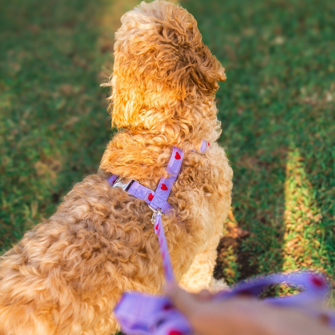 Cœurs - Violet - Harnais pour chien