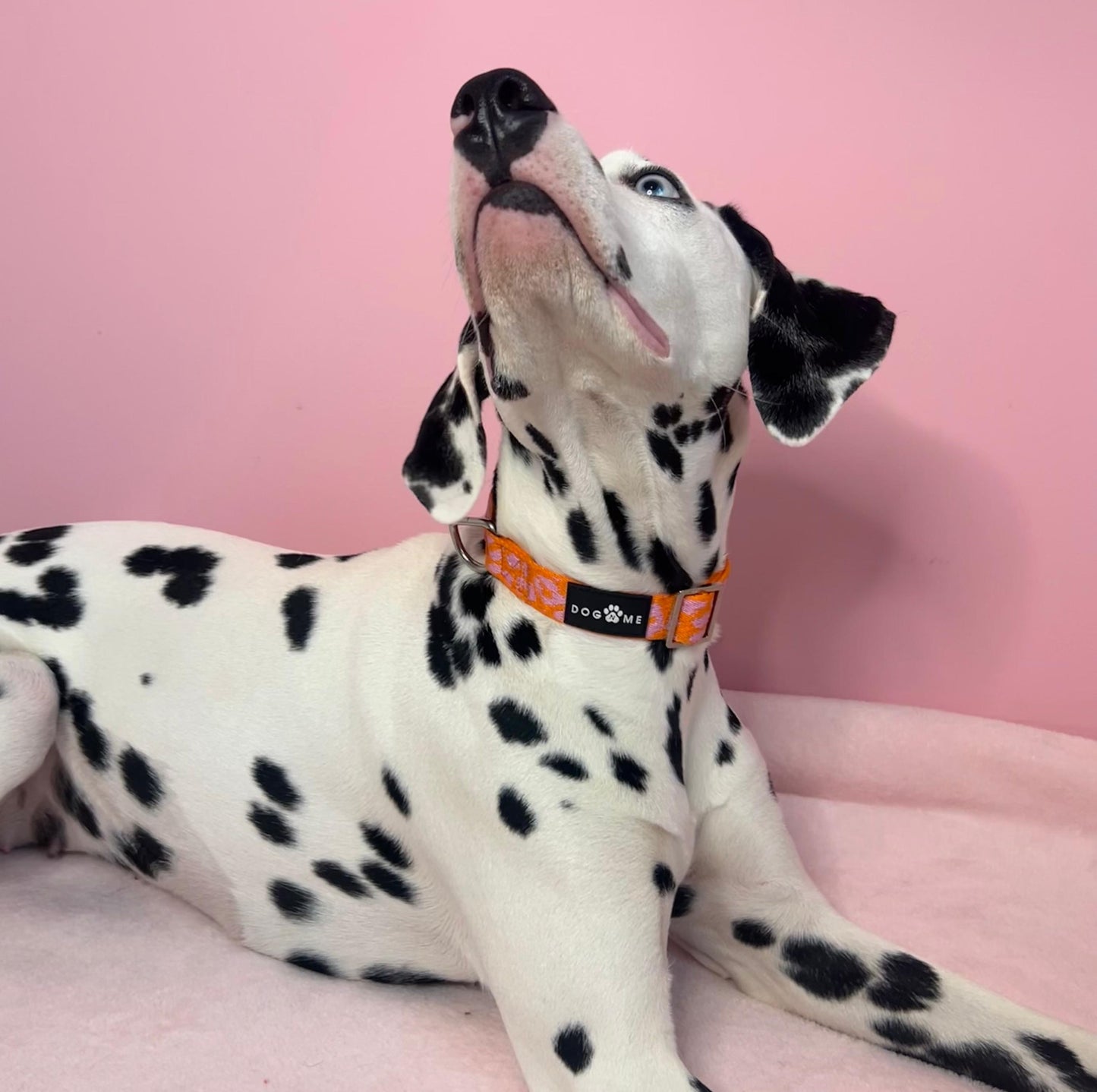 Panthère - Orange/Rose - Collier pour chien