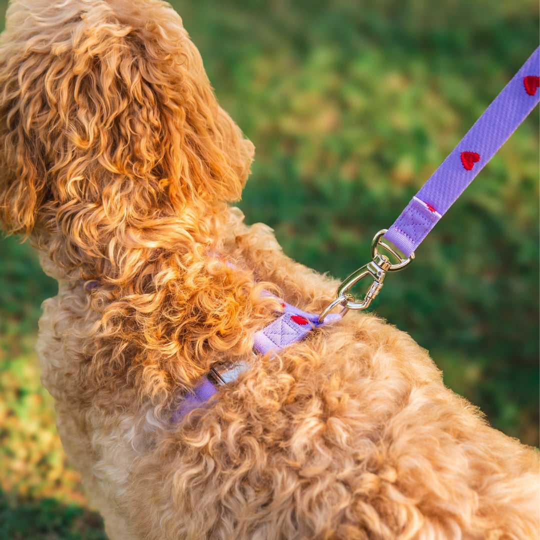 Cœurs - Violet - Harnais pour chien