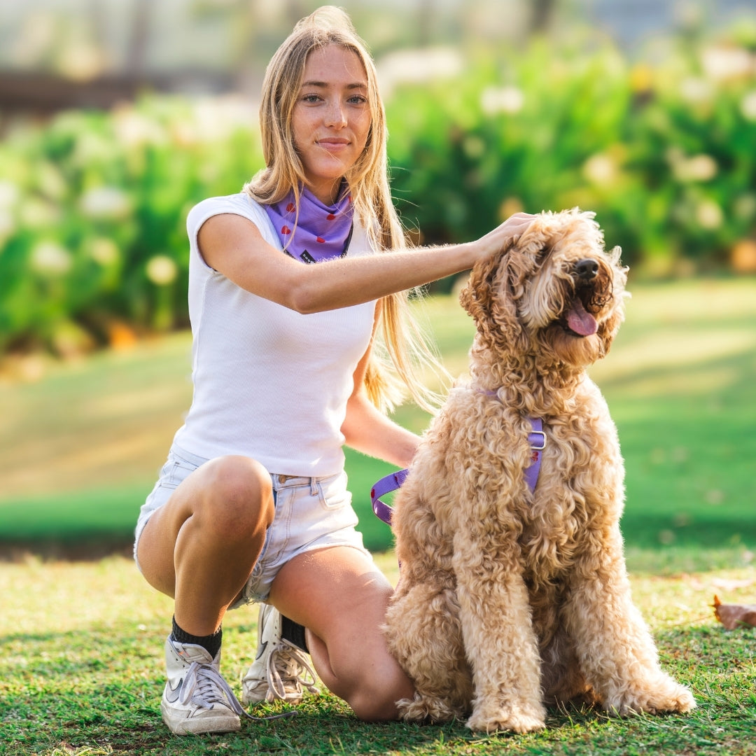 Cœurs - Violet - Harnais pour chien