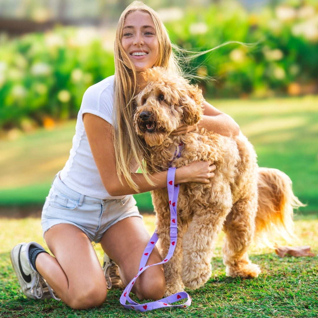 Cœurs - Violet - Laisse pour chien