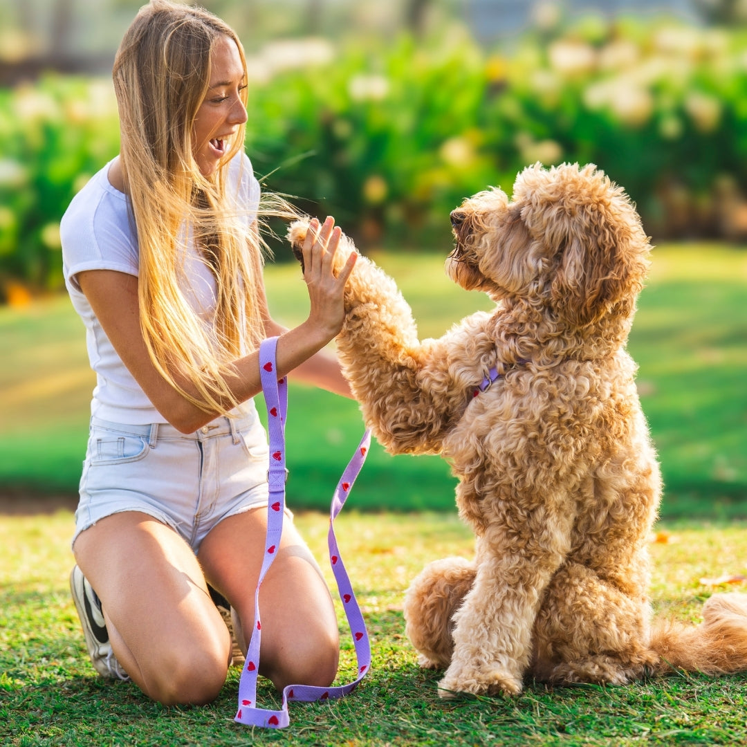 Cœurs - Violet - Laisse pour chien