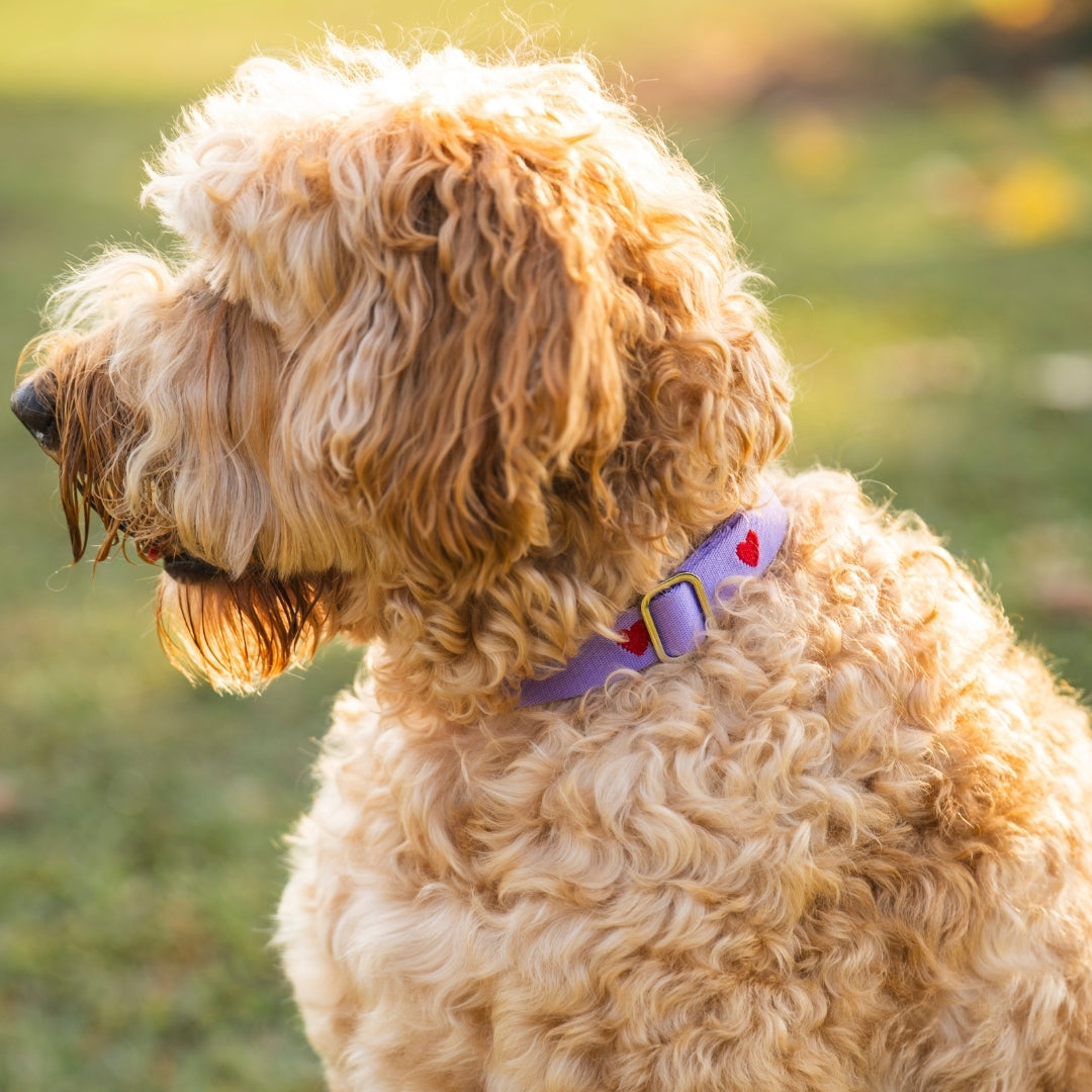 Cœurs - Violet - Collier pour chien
