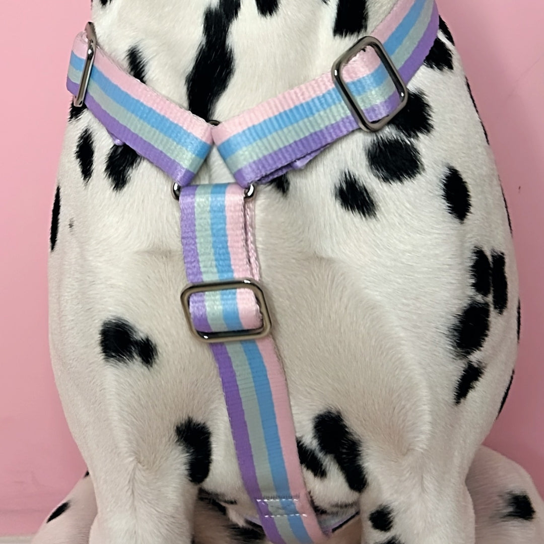 Arc-en-ciel - Harnais pour chien