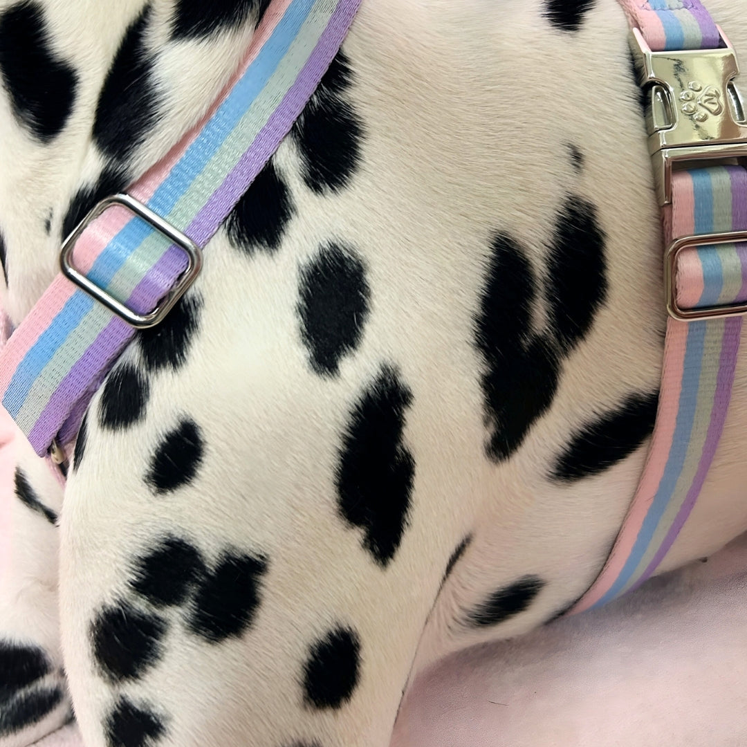 Arc-en-ciel - Harnais pour chien