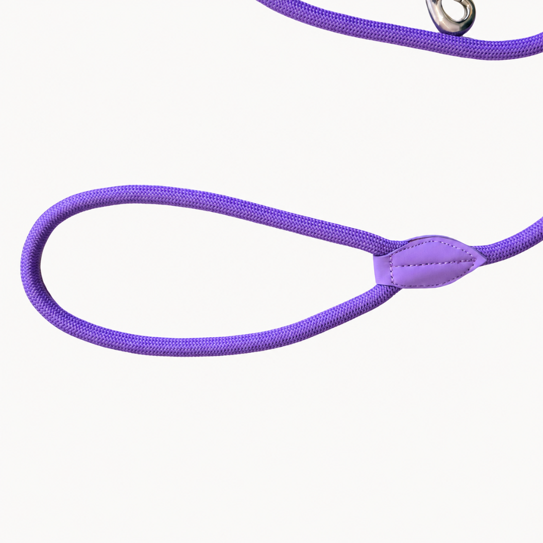Daily – Purple – Dog Leash