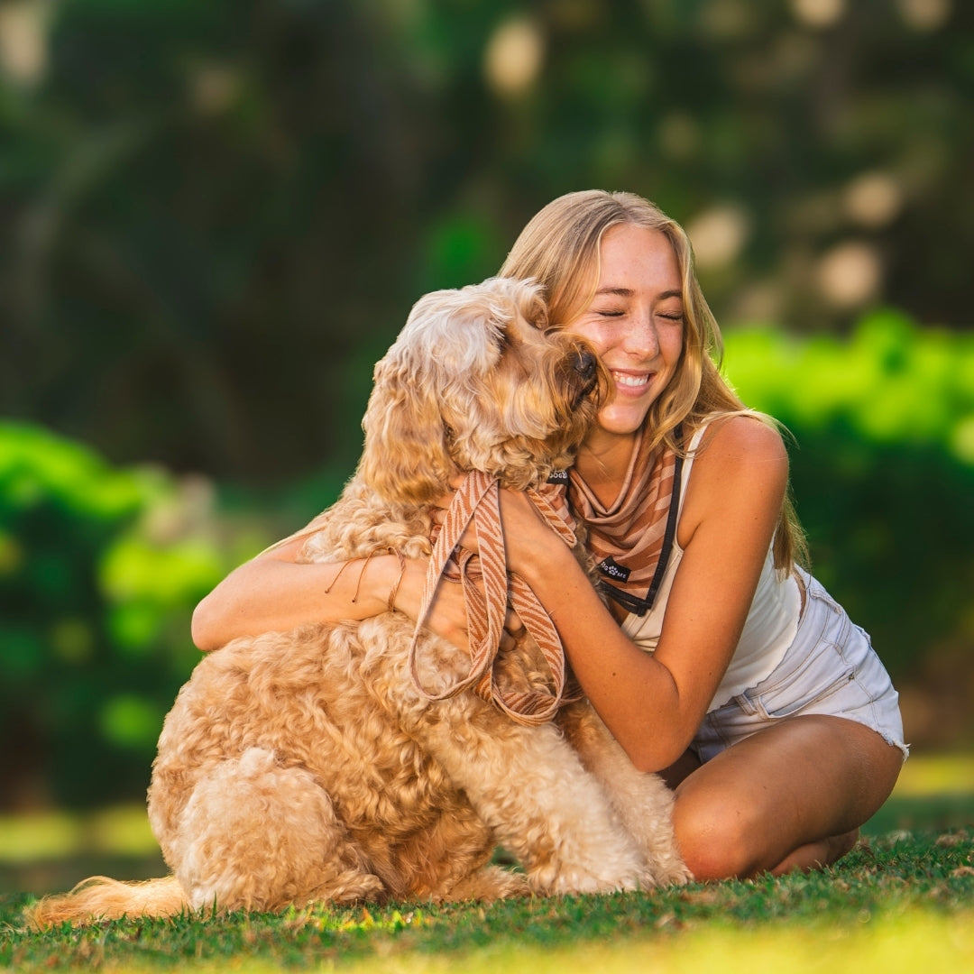 Zèbre - Collier pour chien