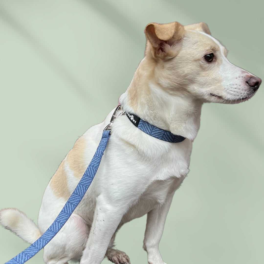 Denim - Blue - Matching Paws set