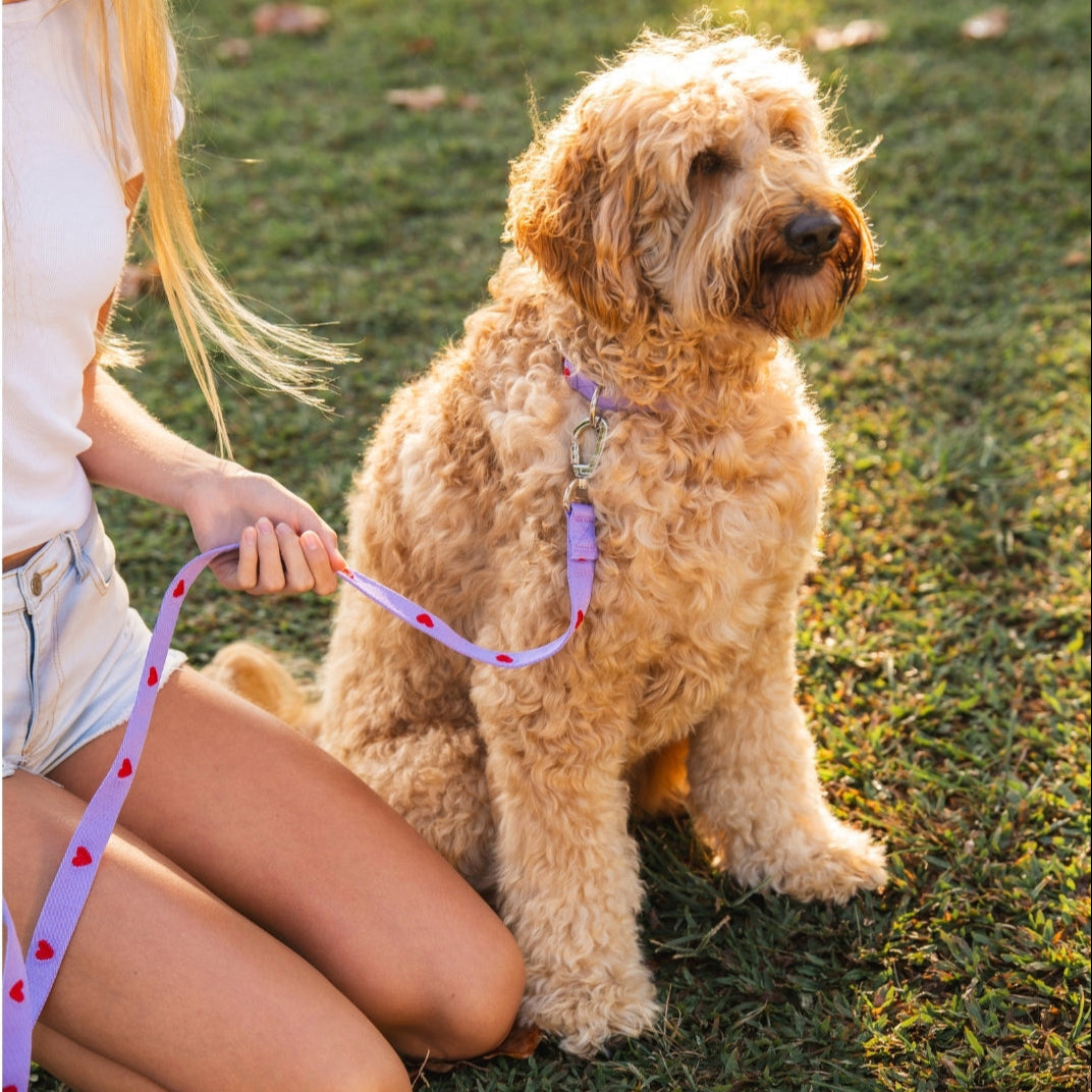Cœurs - Violet - Collier pour chien