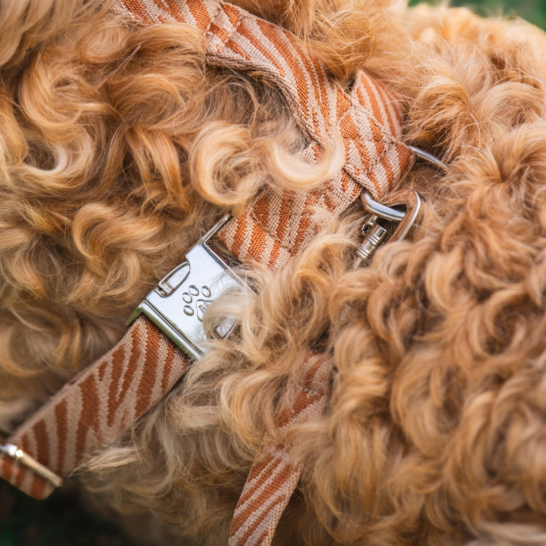 Zèbre - Harnais pour chien