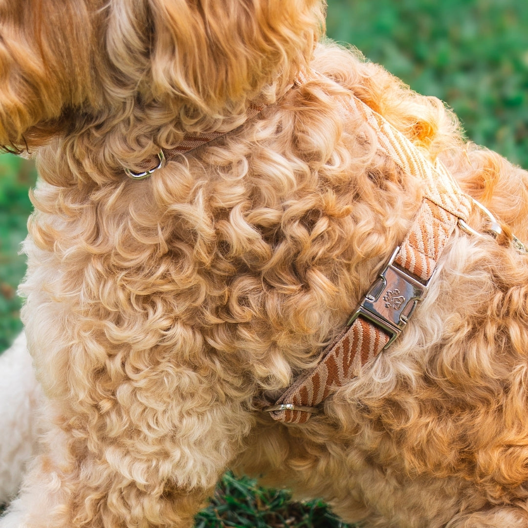 Zèbre - Harnais pour chien