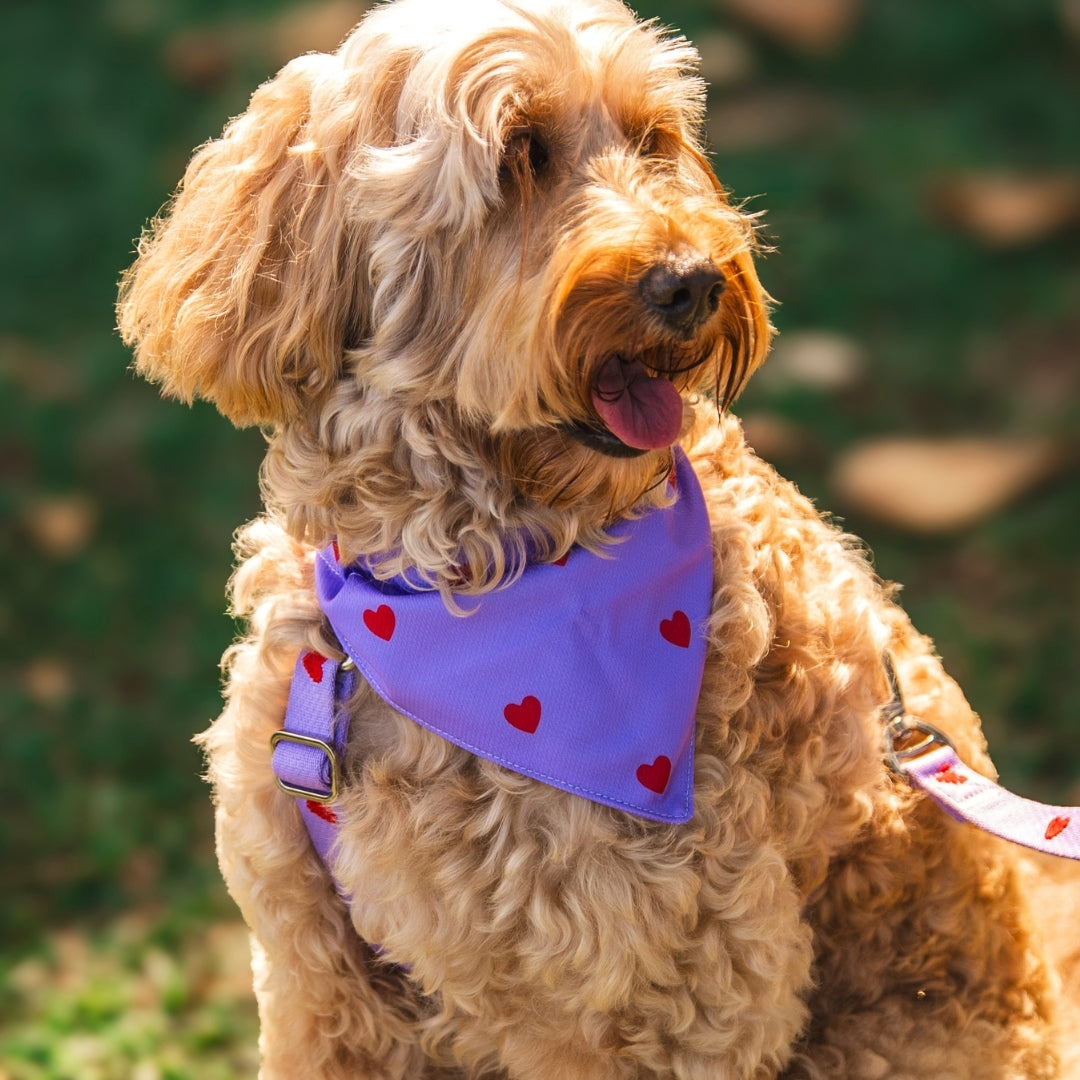 Cœurs - Violet - Bandana pour chien