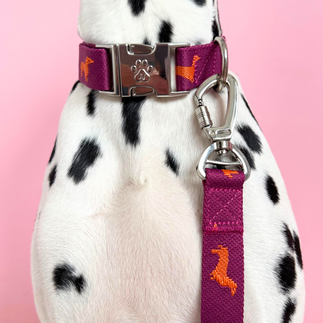 Teckels - Collier pour chien