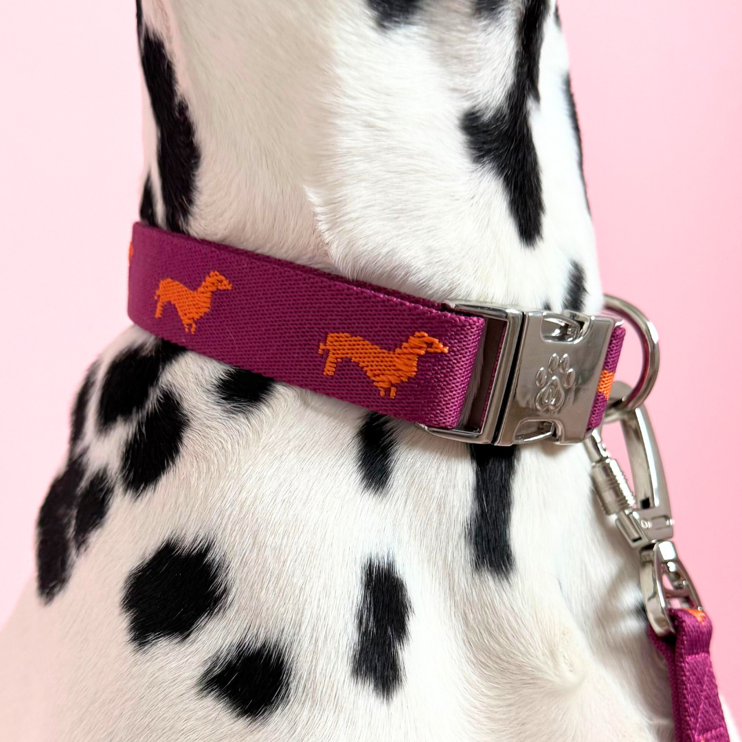 Teckels - Collier pour chien