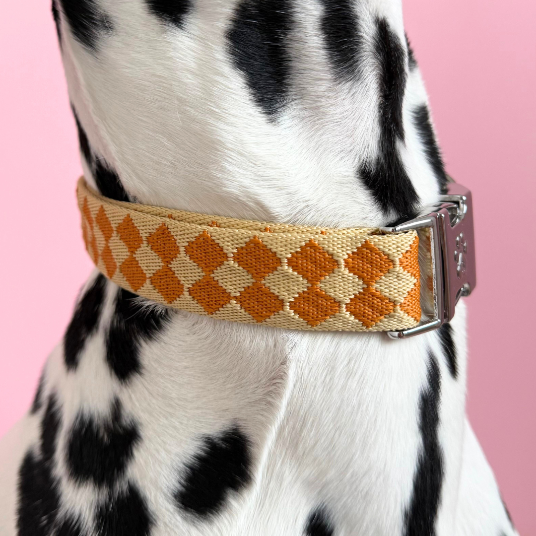 Checkers - Collier pour chien