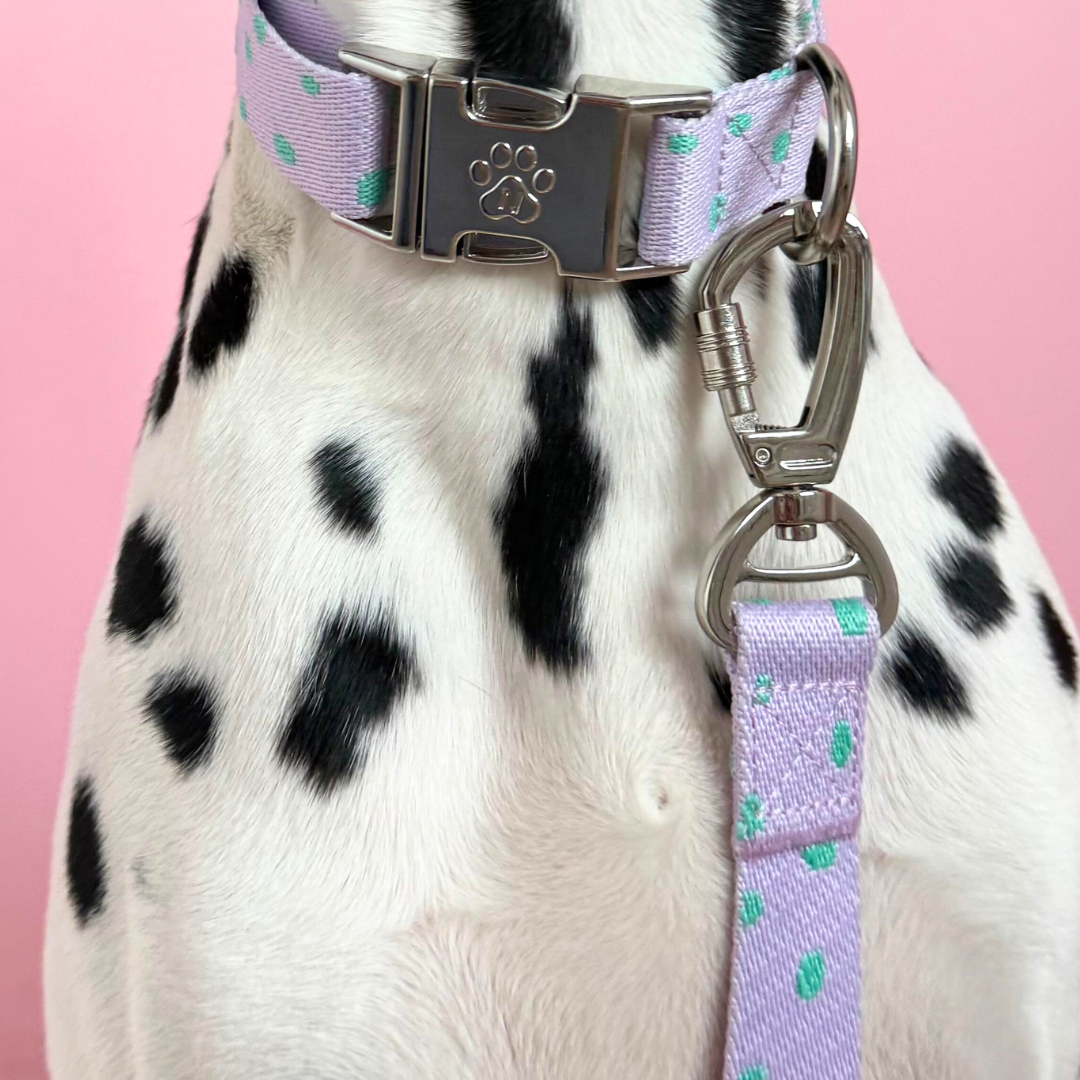 Polkadot - Laisse pour chien