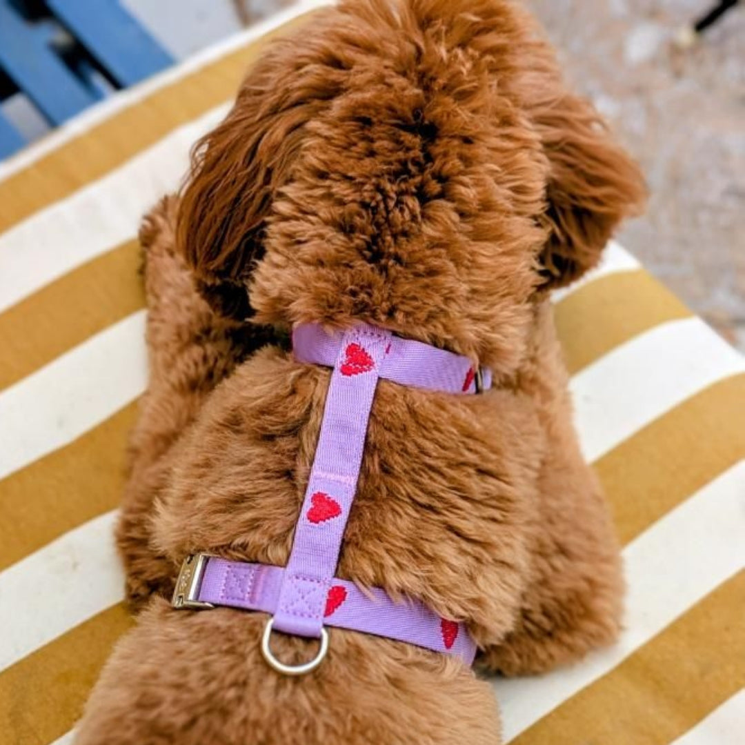 Cœurs - Violet - Harnais pour chien