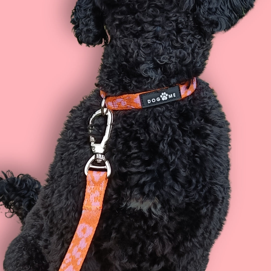 Panthère - Orange/Rose - Collier pour chien