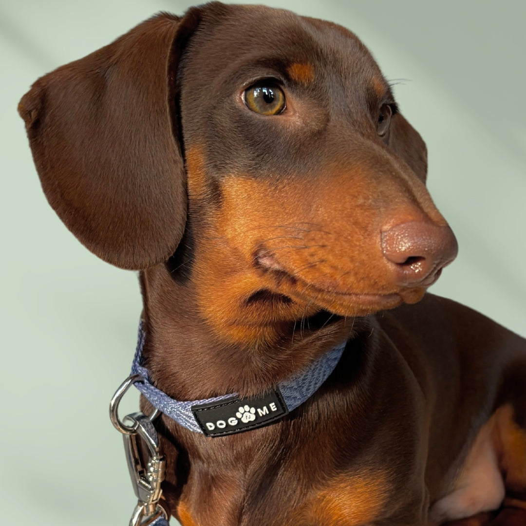 Denim - Bleu - Collier pour chien