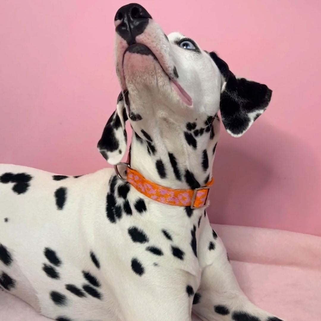 Panter 2.0 - Orange/Pink - Dog Collar