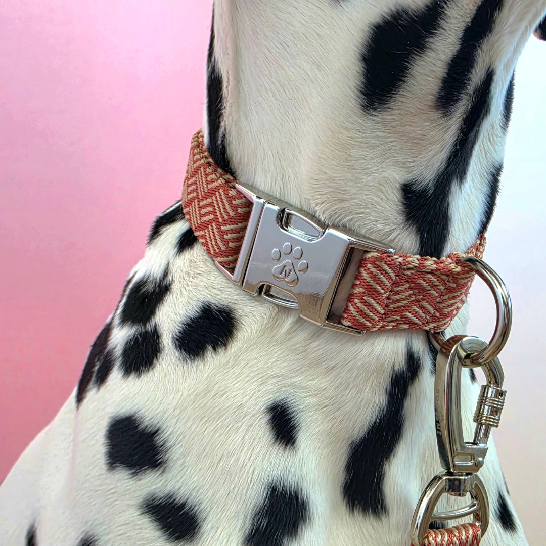 Weave - Dog Collar