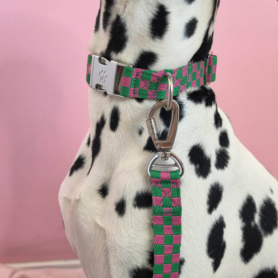 Candy Check - Dog Collar