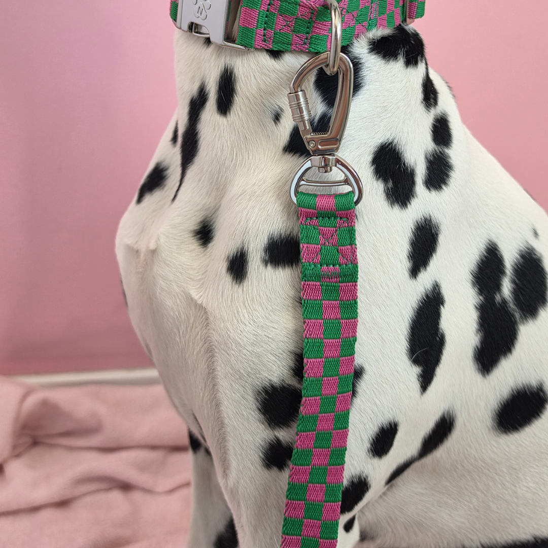Candy Check  - Laisse pour chien
