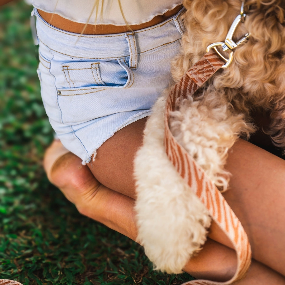 Zebra - City Walk Set