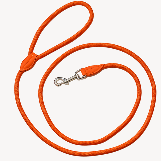 Daily - Oranje - Hondenriem