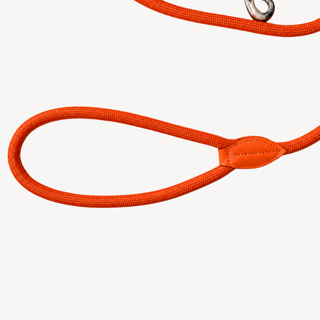 Daily – Orange – Laisse pour Chien